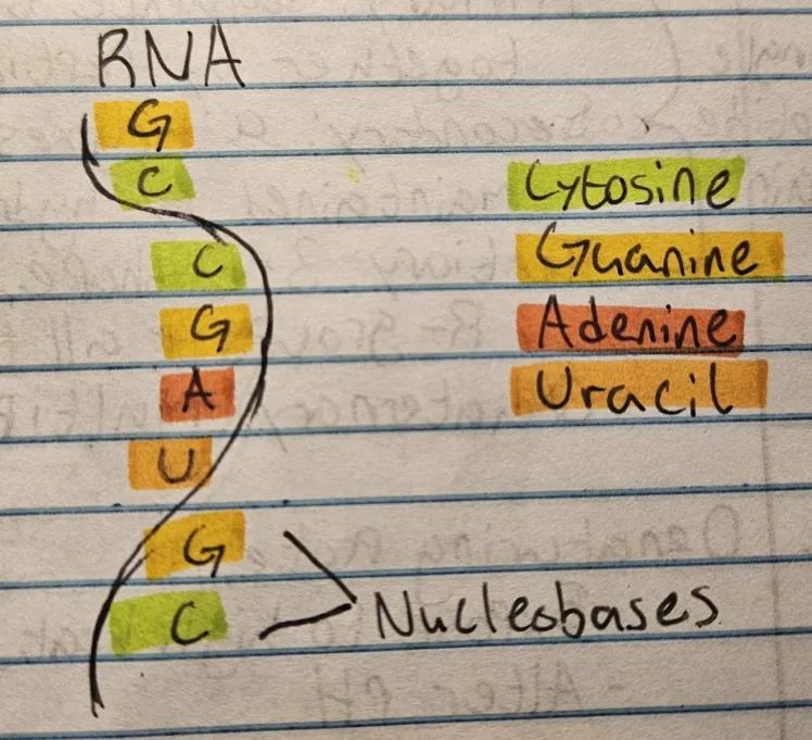 <p>Single-stranded, with a ribose sugar and uracil base. Contains Cytosine, Guanine, Adenine, Uracil</p>