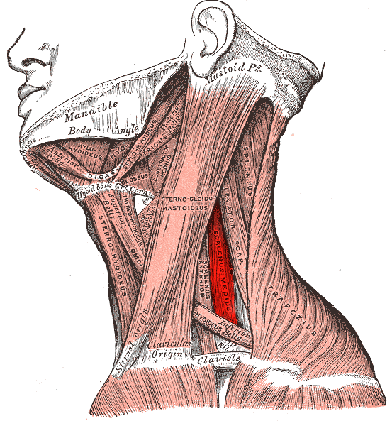 <p>Scalenus medius nerve</p>