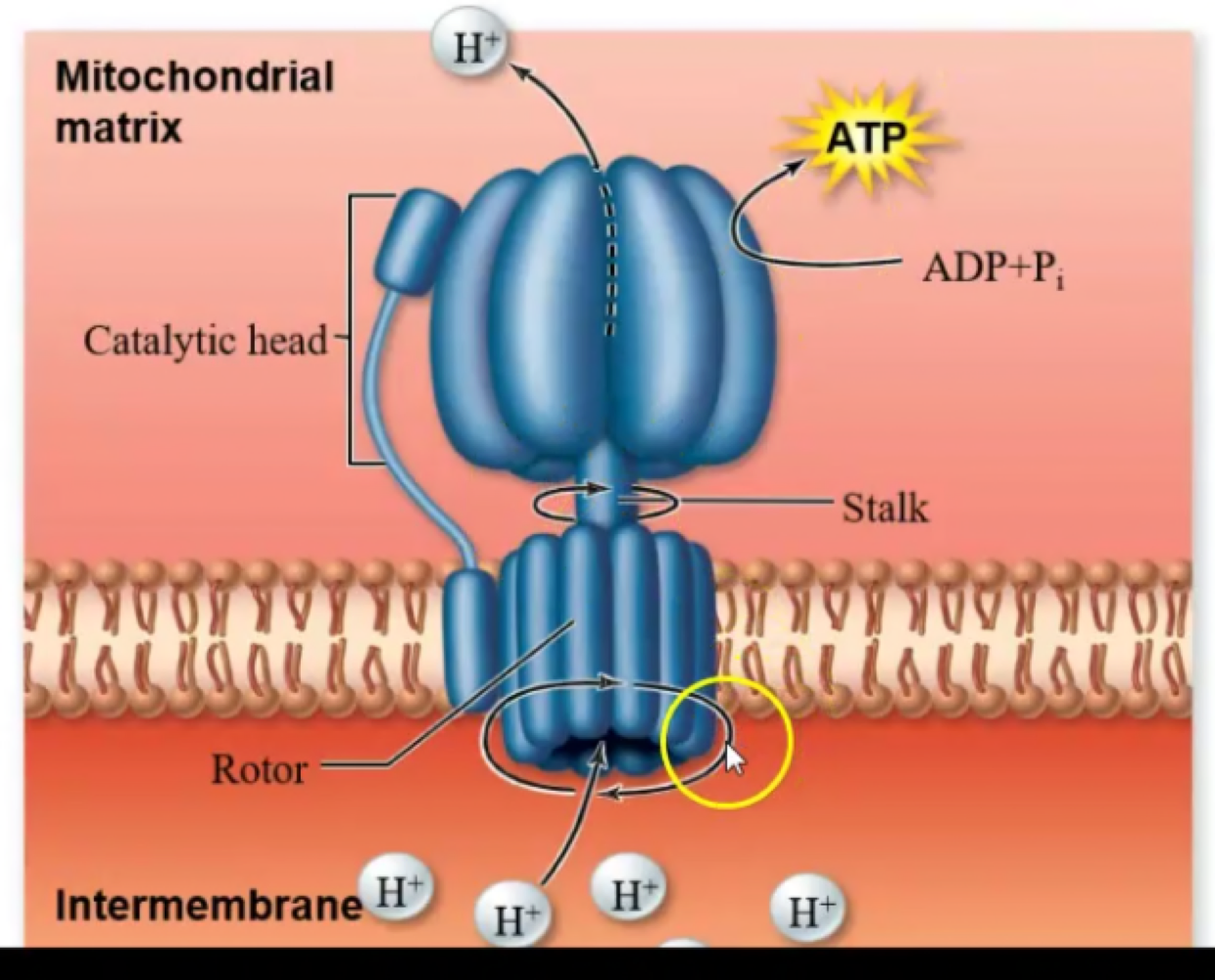 Hydrogen’s energy as it flows from the intermembrane space through the ATP synthase into the mitochondrial matrix is used to make ATP. 