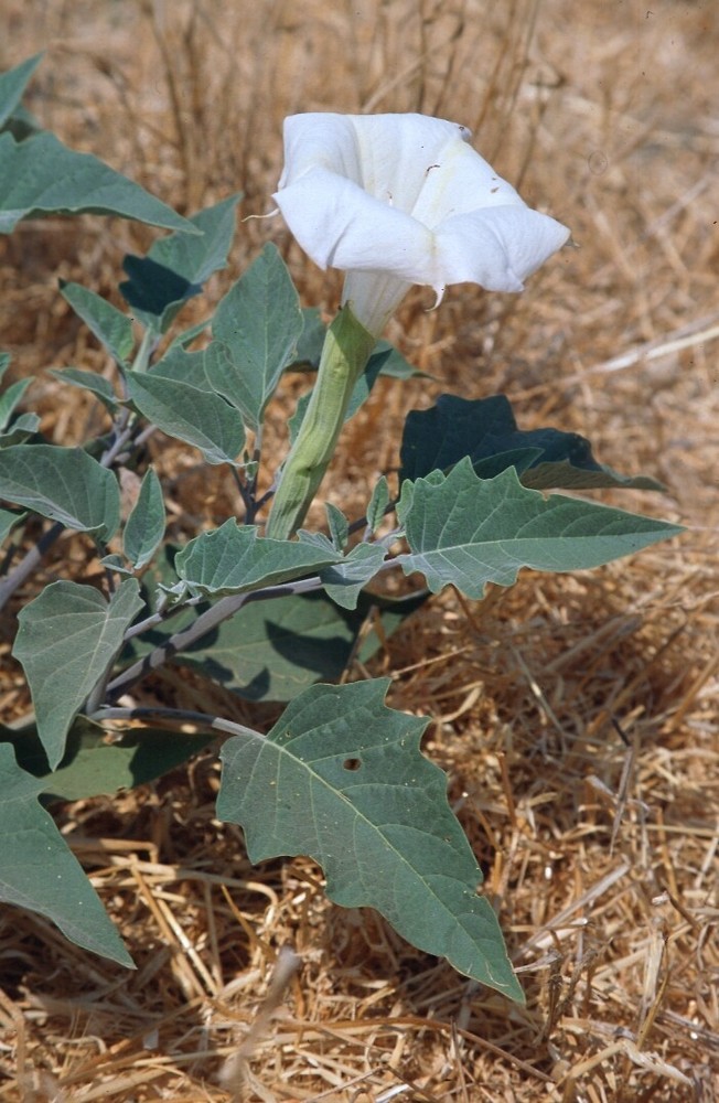 <p>triangle big leaves</p><p>simply a massive white flower</p><p>spiky ball seed</p>