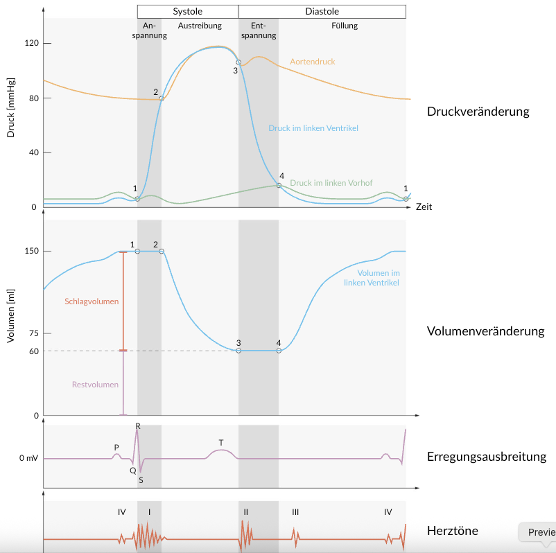 <p>B. Pressure maximum in the left ventricle</p>