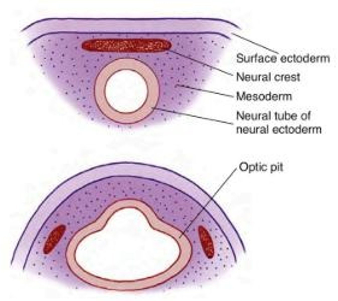 <p>Indentations in the forebrain that develop into optic vesicles, crucial for eye formation.</p>