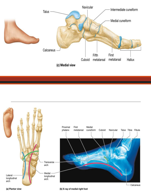 <p>three arches supported by ligaments and muscles help support and distribute body weight during movement</p>