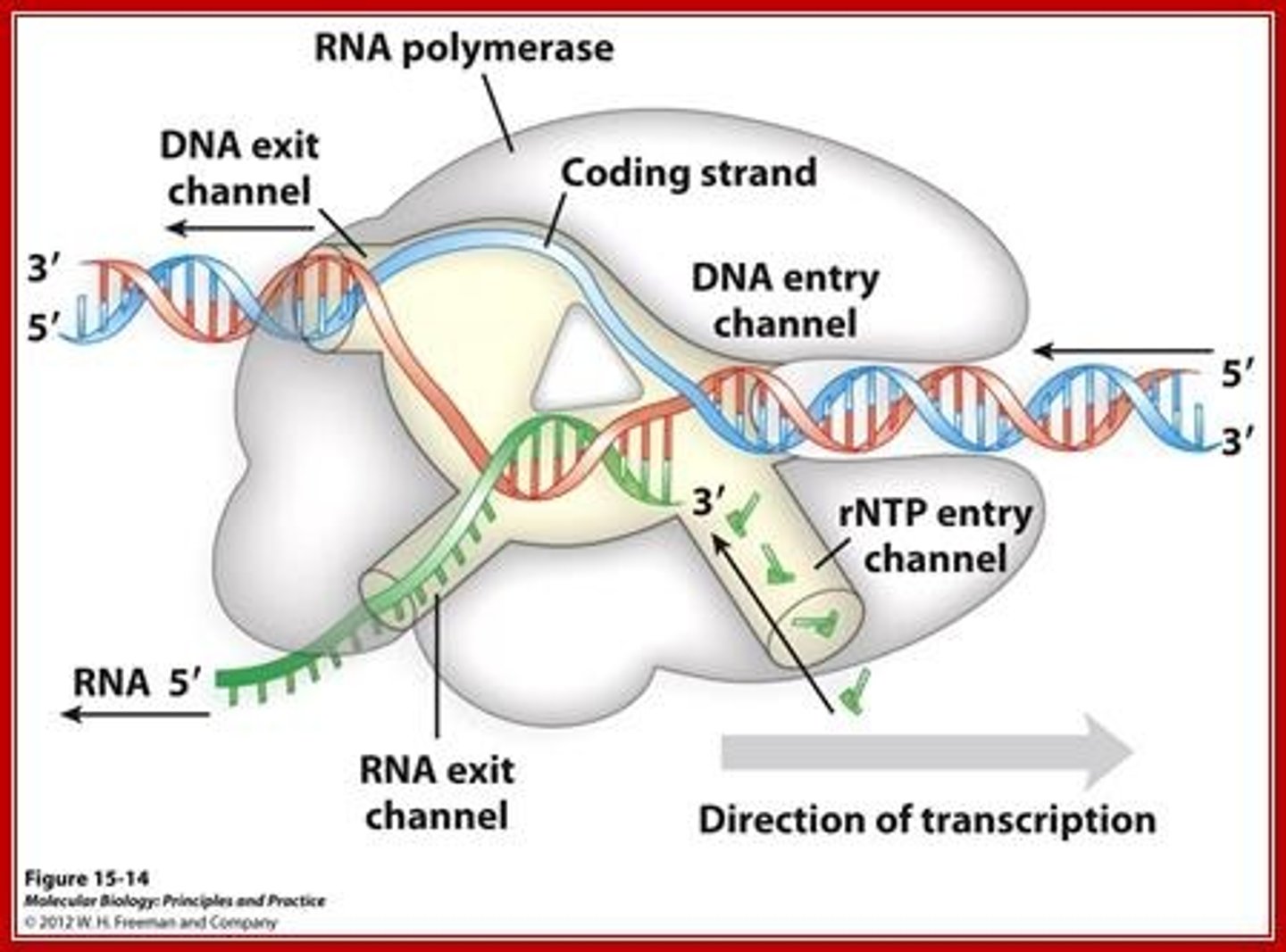<p>(B) RNA Polymerase</p><p>RNA polymerase is responsible for constructing mRNA using DNA as a template.</p>