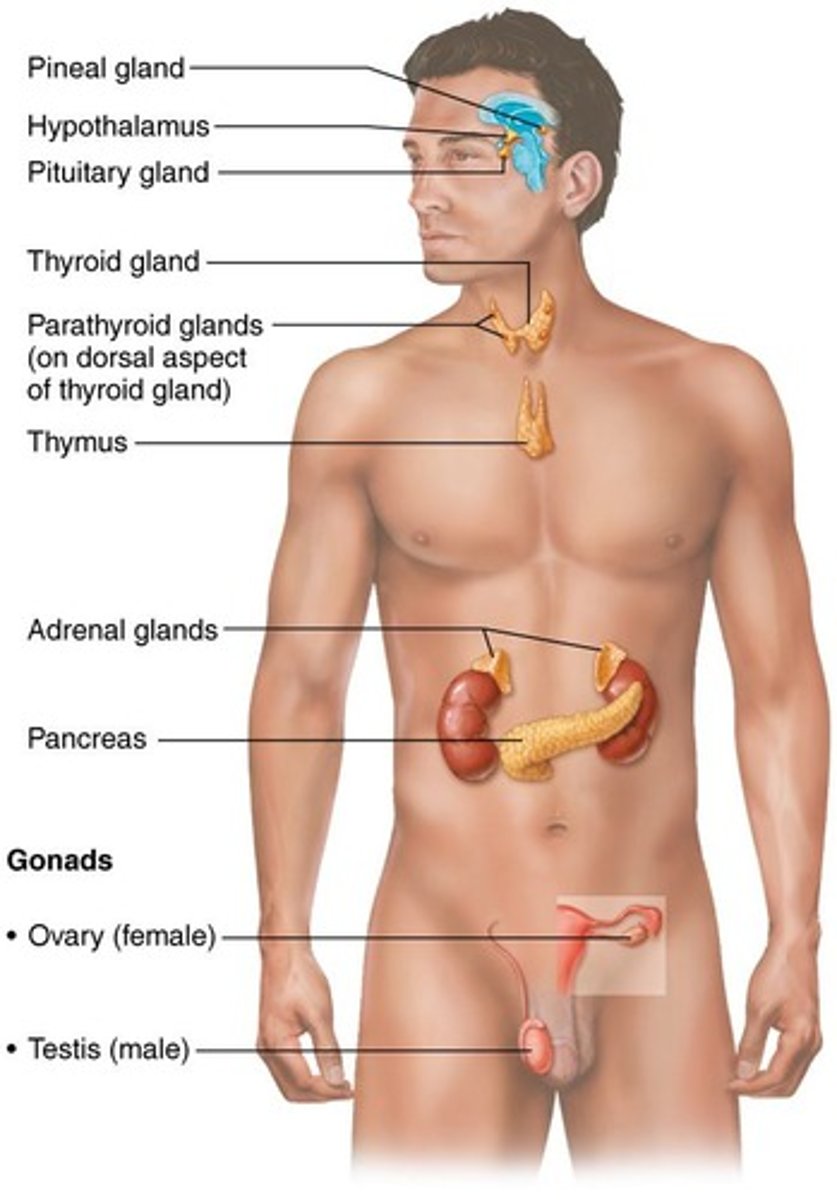 <p>Master endocrine gland located in sella turcica.</p>