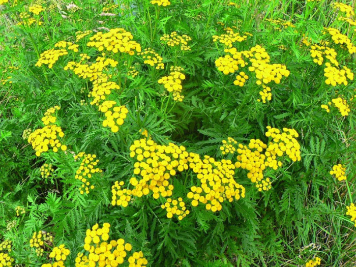 <p>vratič obecný </p>