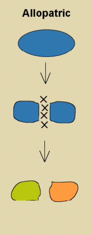 <p>allopatric speciation</p>