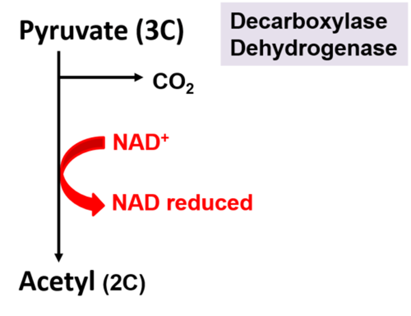 <p>Pyruvate (3C)</p><p>1. is decarboxylated (carbon dioxide removed) by decarboxylase.</p><p>2. Is dehydrogenated (hydrogen is removed) by dehydrogenase. The hydrogen is then taken up by NAD to form reduced NAD :</p><p>Both these events convert pyruvate into acetyl (2C)</p>