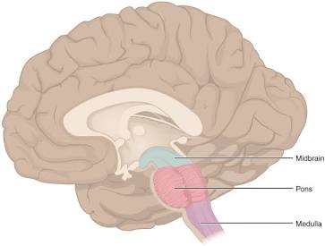 <p>Brainstem/Medulla</p>