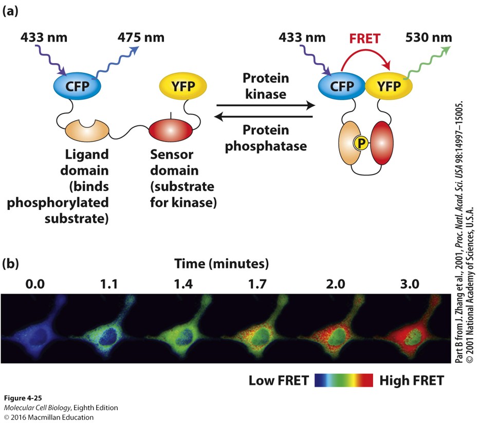 <p>Förster Resonance Energy Transfer. Protein protein interaction localization, excited state is transferred between chromophores and different light is emitted. </p>