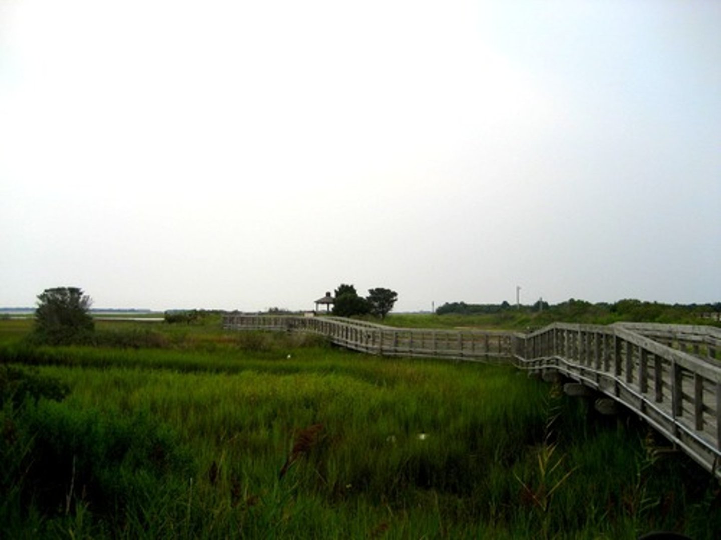 <p>Traits: Dominated by annual and perennial grasses, many forbs; deep, fertile soils; subject to grazing and disturbance.</p><p>Plant Adaptations: Rapid growth after rain, annual life cycles, wind-dispersed seeds.</p>