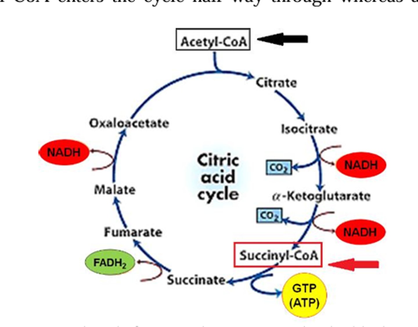 <p>Why is the ATP yield from succinyl CoA less than that from acetyl CoA?</p>