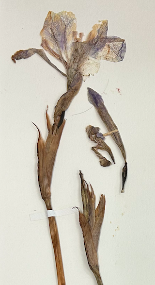 <p>Asparagales</p><p>Iridaceae</p>