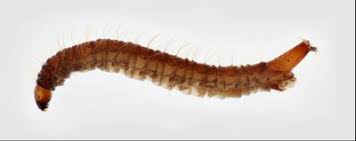 <p>Midges, Mosquitos, Black Flies, True Flies, look like worms, no legs</p>