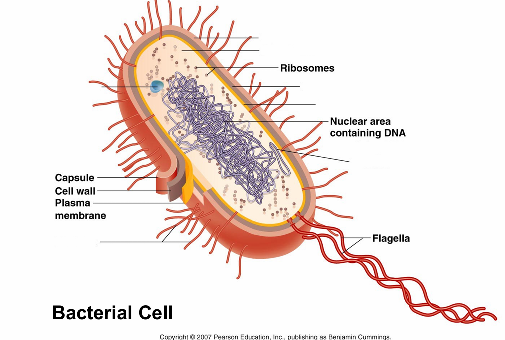 <p>plasma membrane composed of phospholipids</p><p>cell wall made out of carbohydrates</p><p>flagella made out of protein</p>