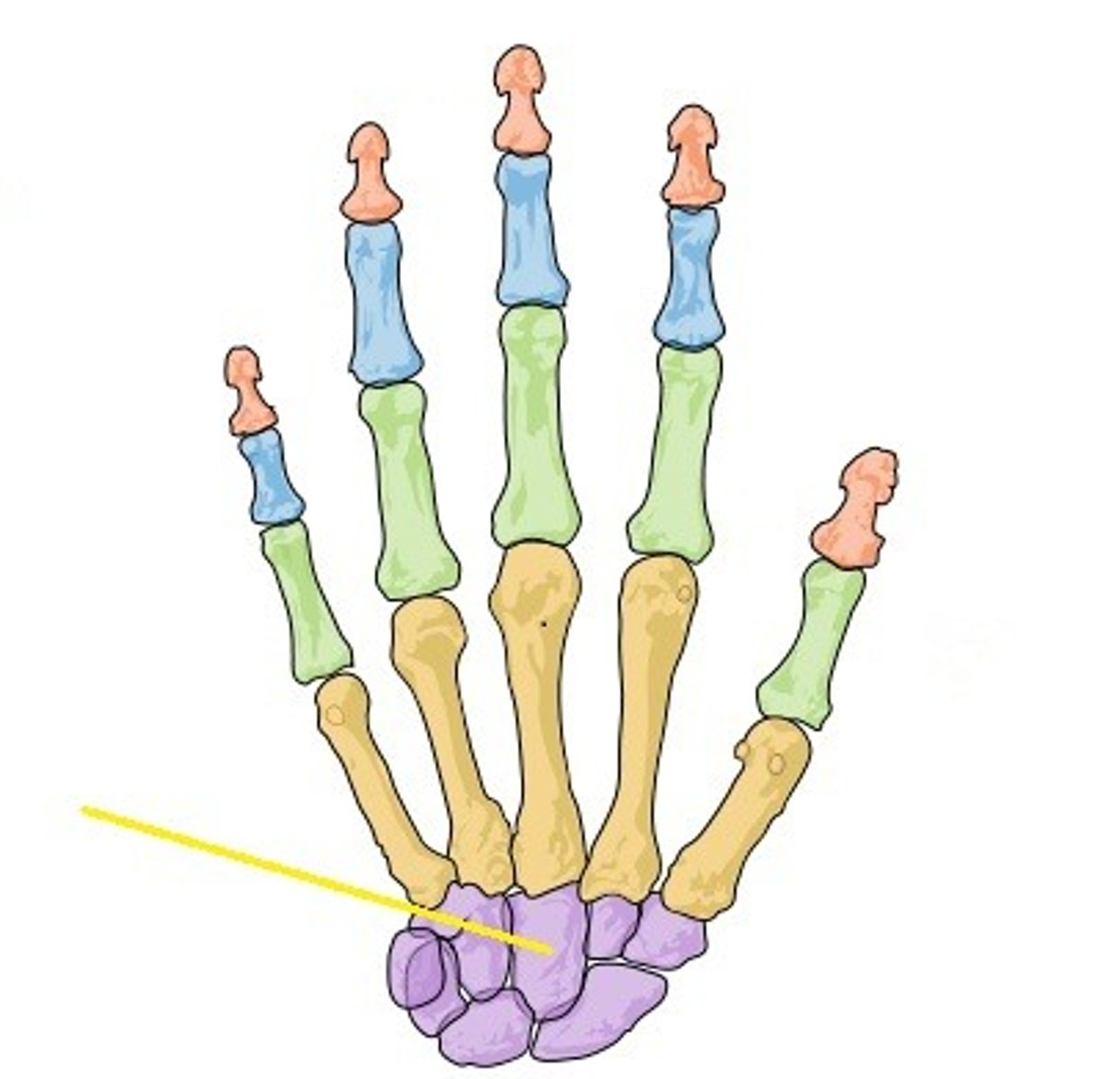 <p>the wrist bone with a rounded head shape that articulates with the 3rd metatarsal</p>