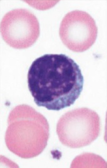 <p>What cell is pictured?</p>