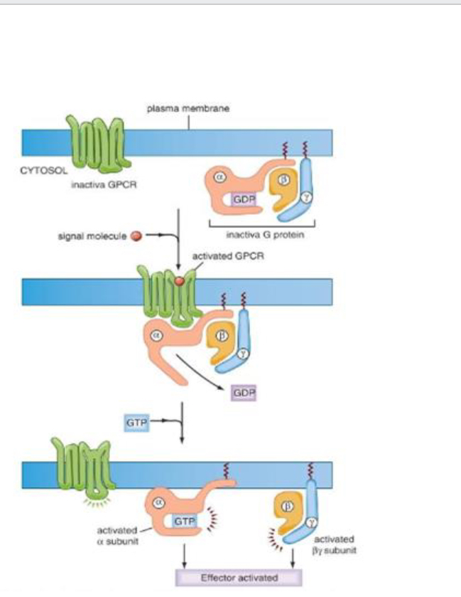 <ul><li><p>In an inactive state, receptor is composed of a,b and y subunit. With the a subunit bound to GDP</p></li><li><p>On binding with ligand to the 7 TM receptor a CONFORMATIONAL CHANGE occurs which enables interaction with the G protein </p></li><li><p>The GDP of the alpha subunit is released and replaced with GTP causing activation of the alpha subunit which dissociates with the complex</p></li></ul><p></p>