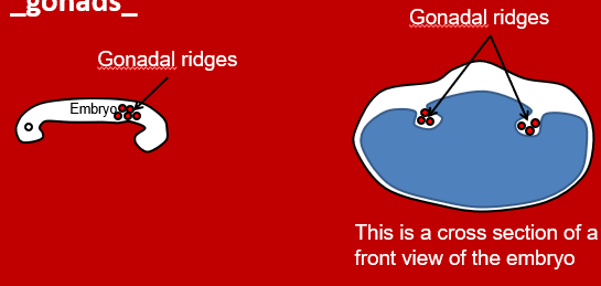 <p>What do the gonadal ridges become?</p>