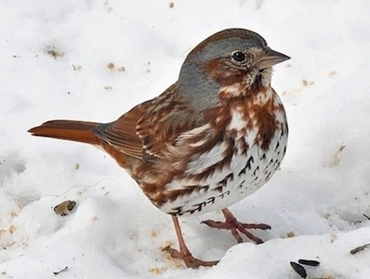 <p>Passerella iliaca</p>