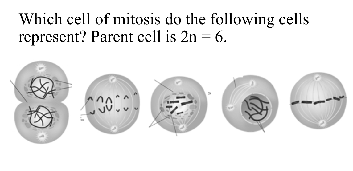 <p>Which cell of mitosis do the following cells represent? Parent cell is 2n=6</p>