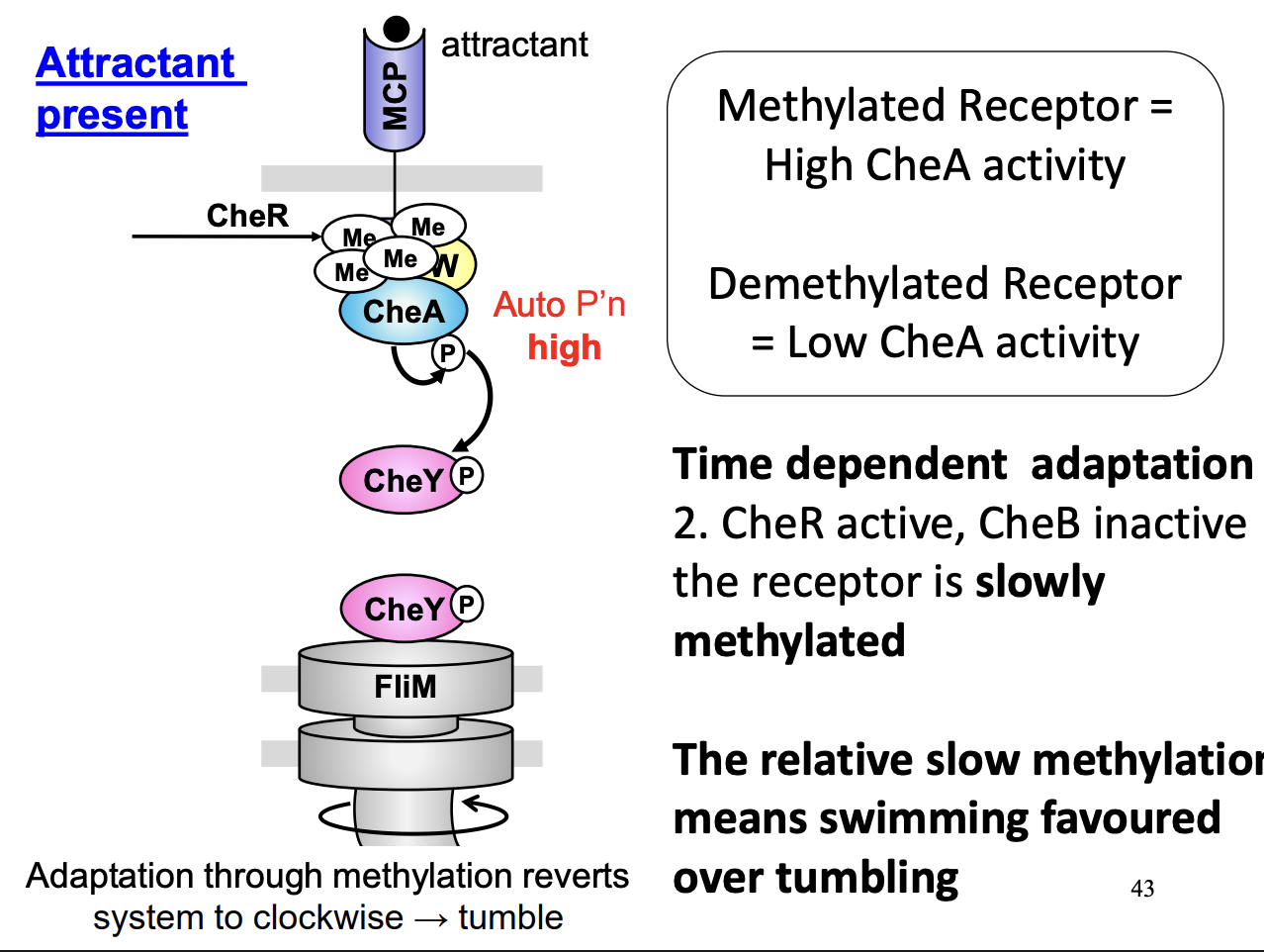 <ul><li><p>Occur at different timescales</p><p>→ methylation provides memory for system</p></li></ul><p>→ <strong>essential</strong> for biased random walk</p><p></p>