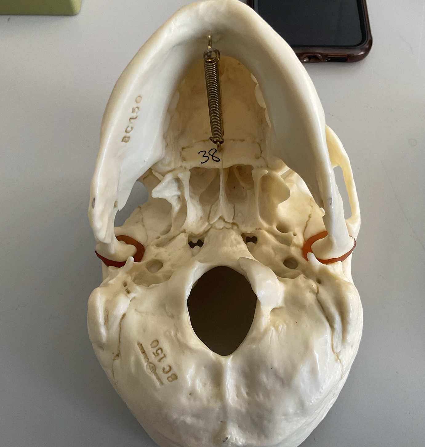<p>38</p>