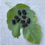 <p>black fruit bigger sections, longer, leaves sandpaper top hair bottom</p>