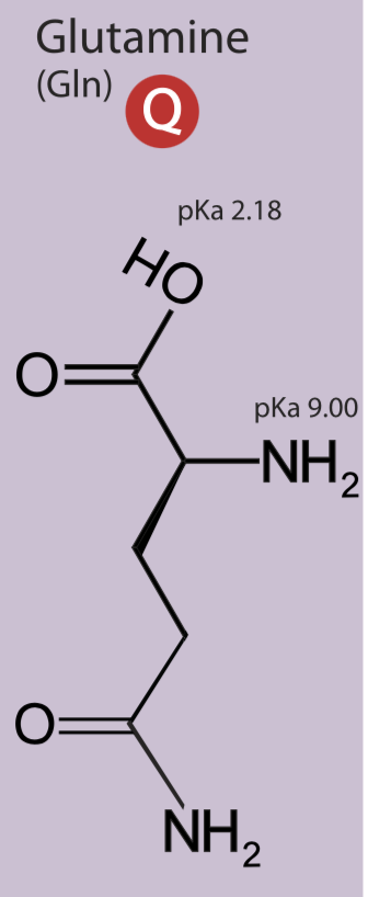 <p>Polar uncharged side chain, hydrophilic</p>