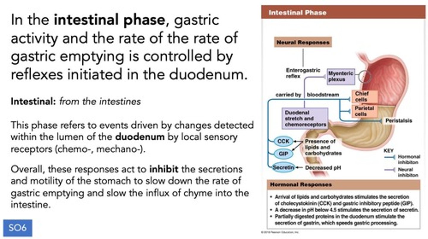 <p>It tends to inhibit gastric secretion and motility.</p>