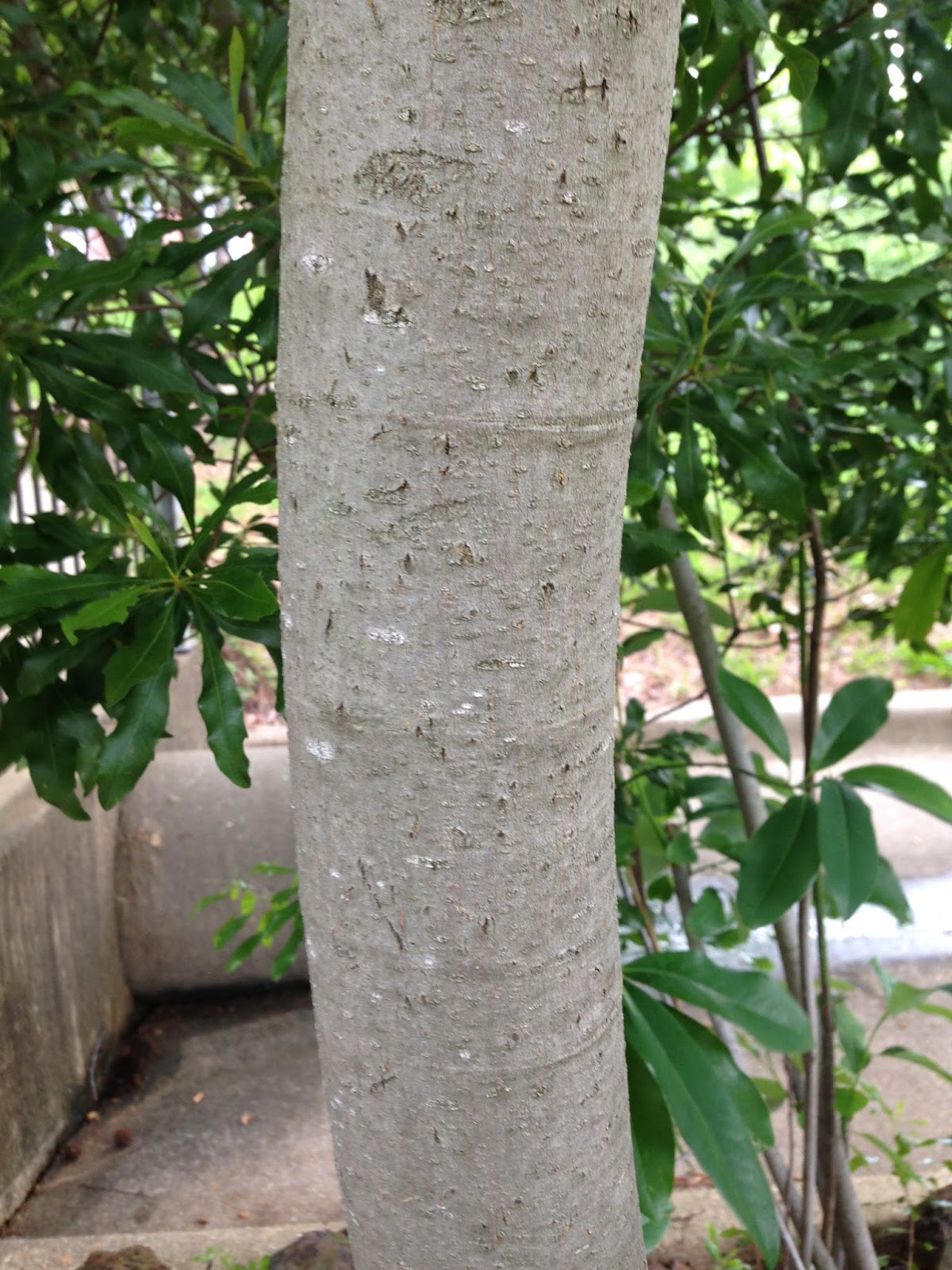 <p>glaucus green twig, ringed twig, white flower, thick waxy leaves</p>