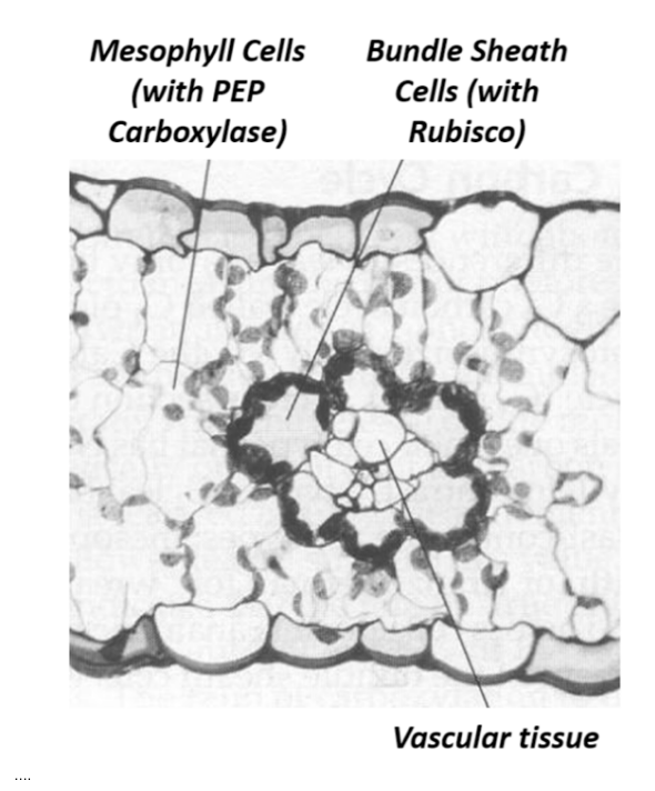 <ul><li><p>Efficient transport of metabolise between cells</p></li><li><p>Efficient carbon fixation by Rubisco in the bundle sheath</p></li></ul><p></p>