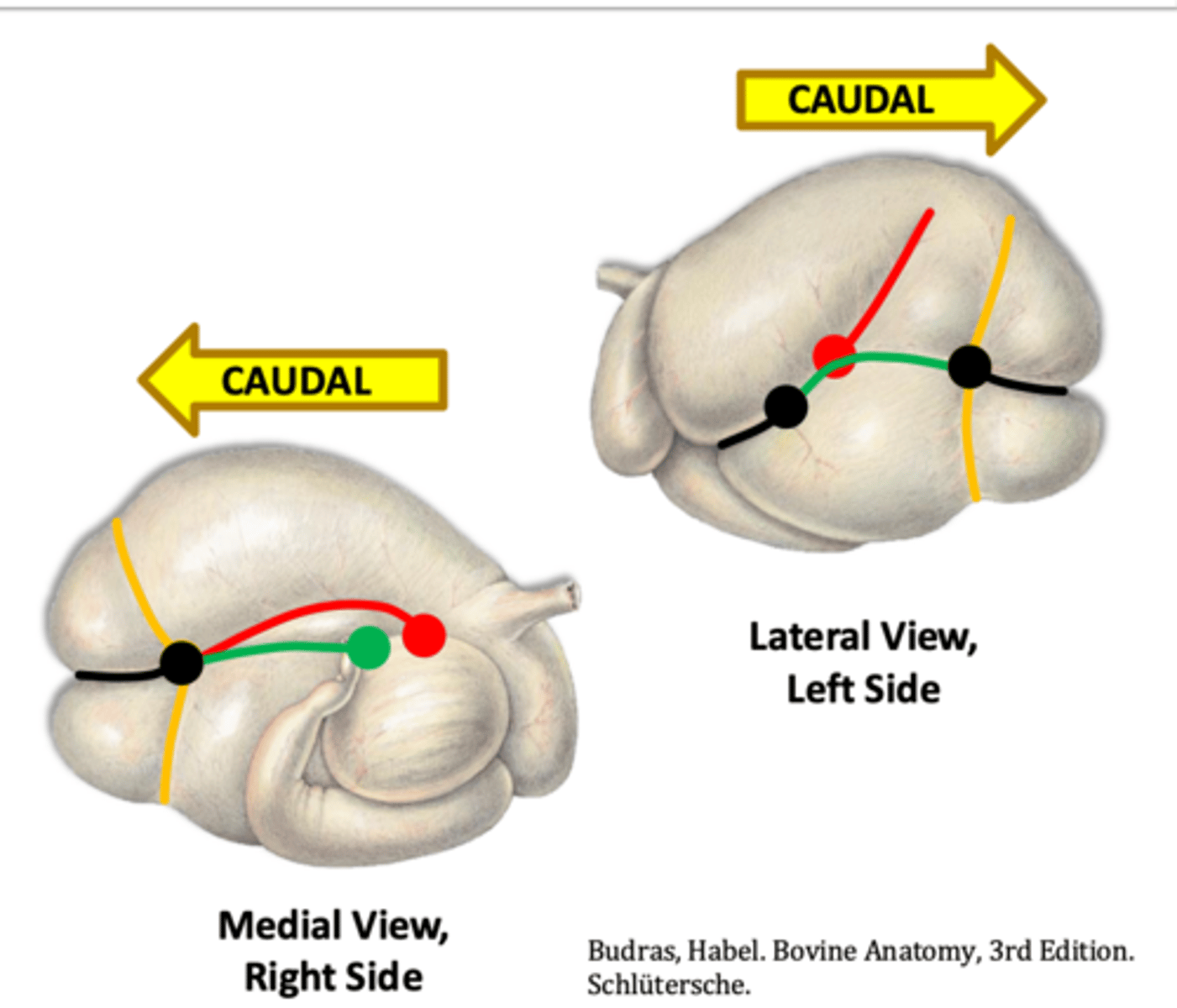 <p>which external ruminal groove is represented by the ref line and how do they divide the rumen</p>