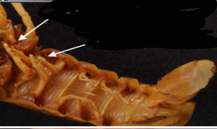 <p>Identify these structures</p>