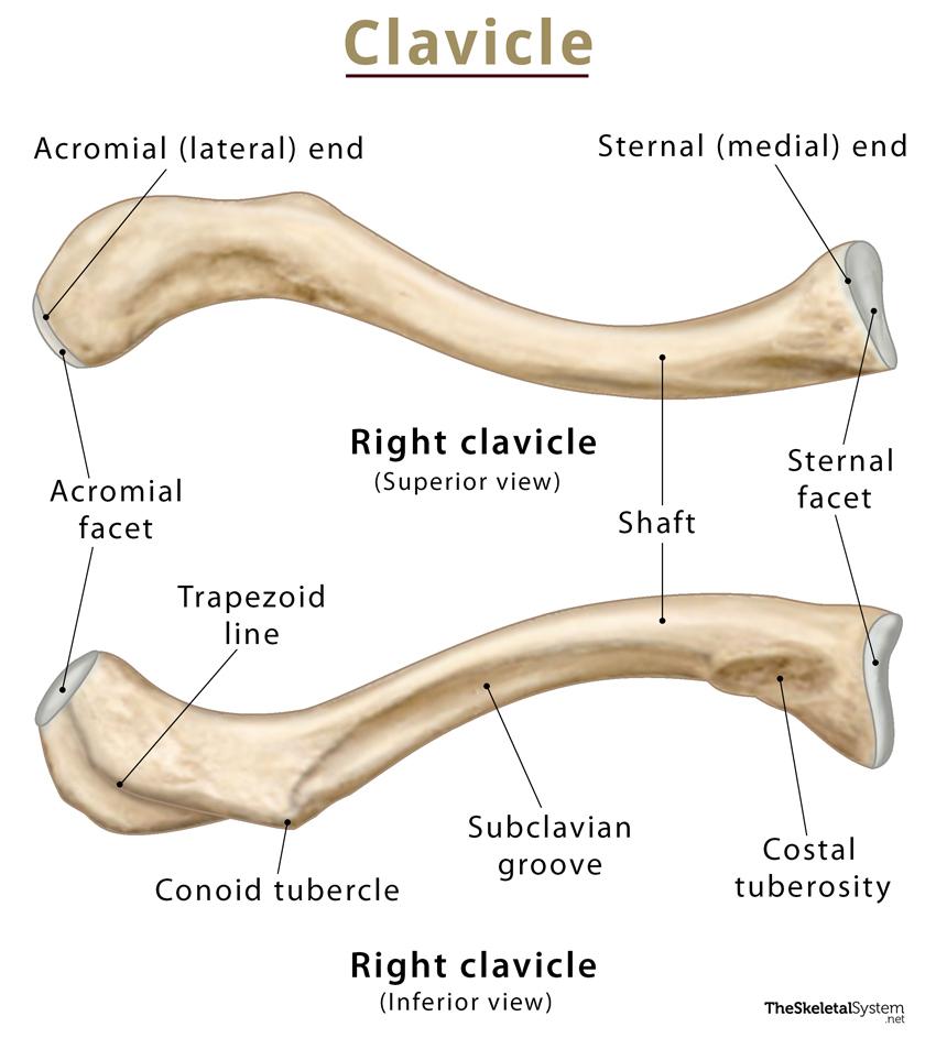 <ul><li><p>lateral end (acromial end)</p></li><li><p>medial facet (sternal facet)</p></li></ul><p></p>