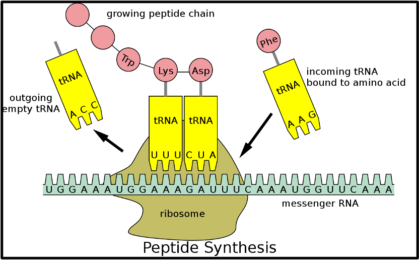<p>outline tRNA </p>