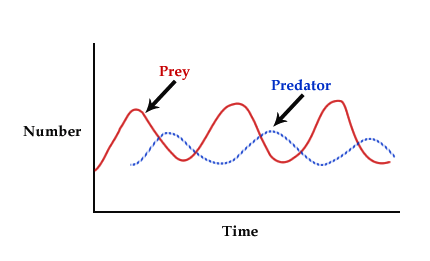 <p>Helps control population growth and has a negative feedback loop that oscillates</p>