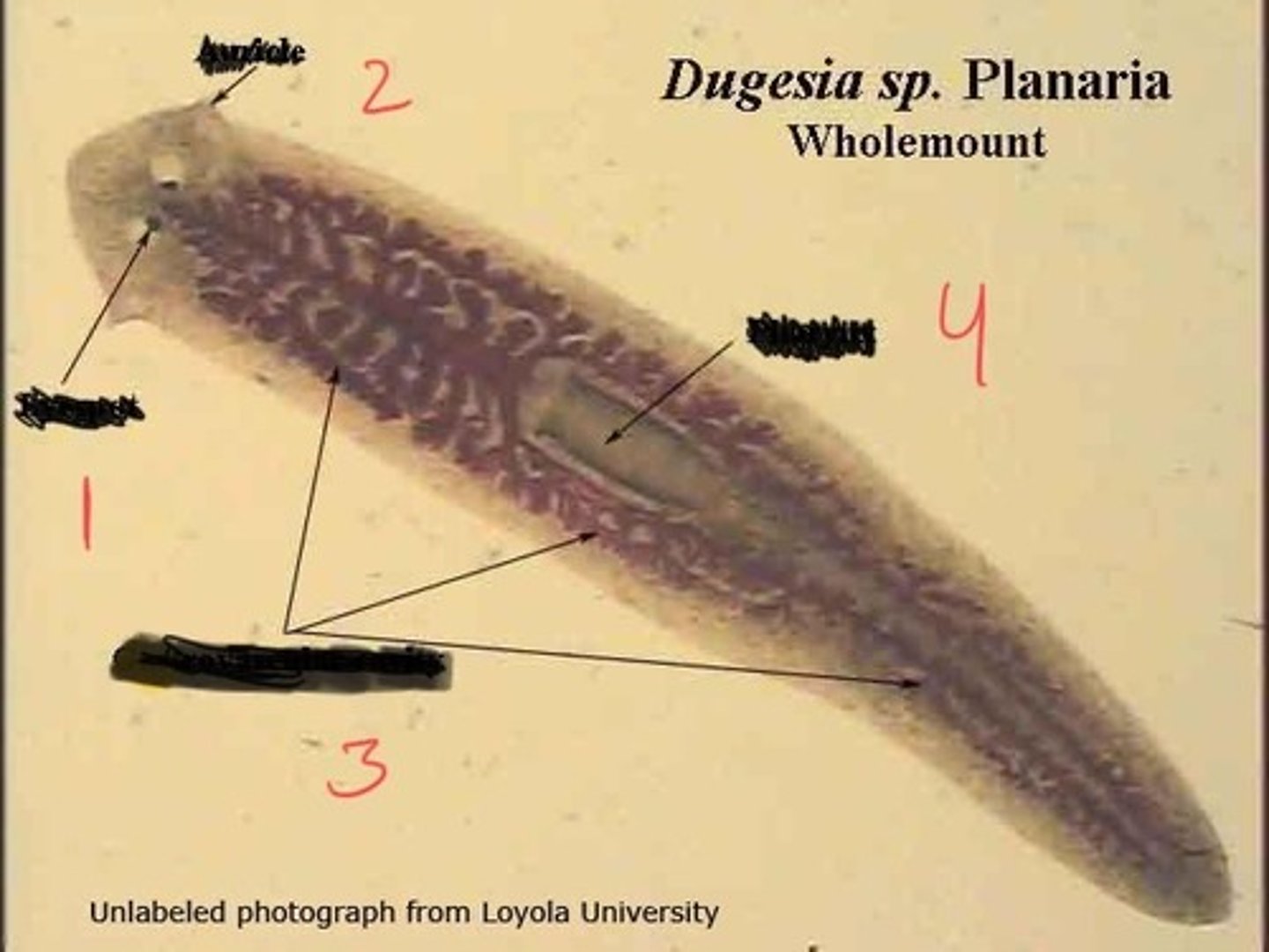 <p>What structure is being pointed to? (4)</p>