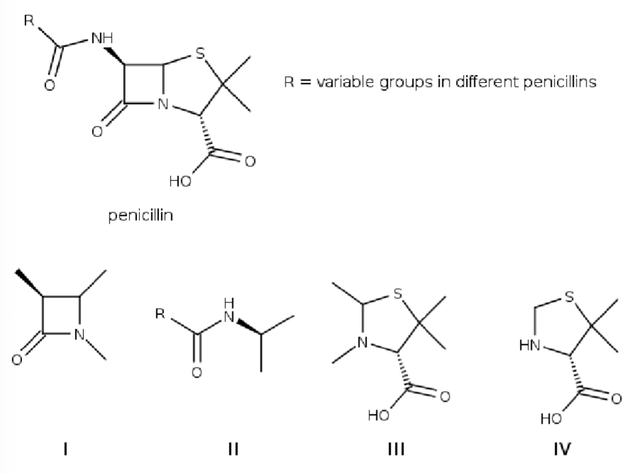 <p>Penicillins derived from Penicllium fungi were the first available B-lactam antibiotics, which inhibit the biosynthesis of the peptidoglycan layer of bacterial cell walls. Which detail of the structure of penicillin is the “lactam-unit”?</p>