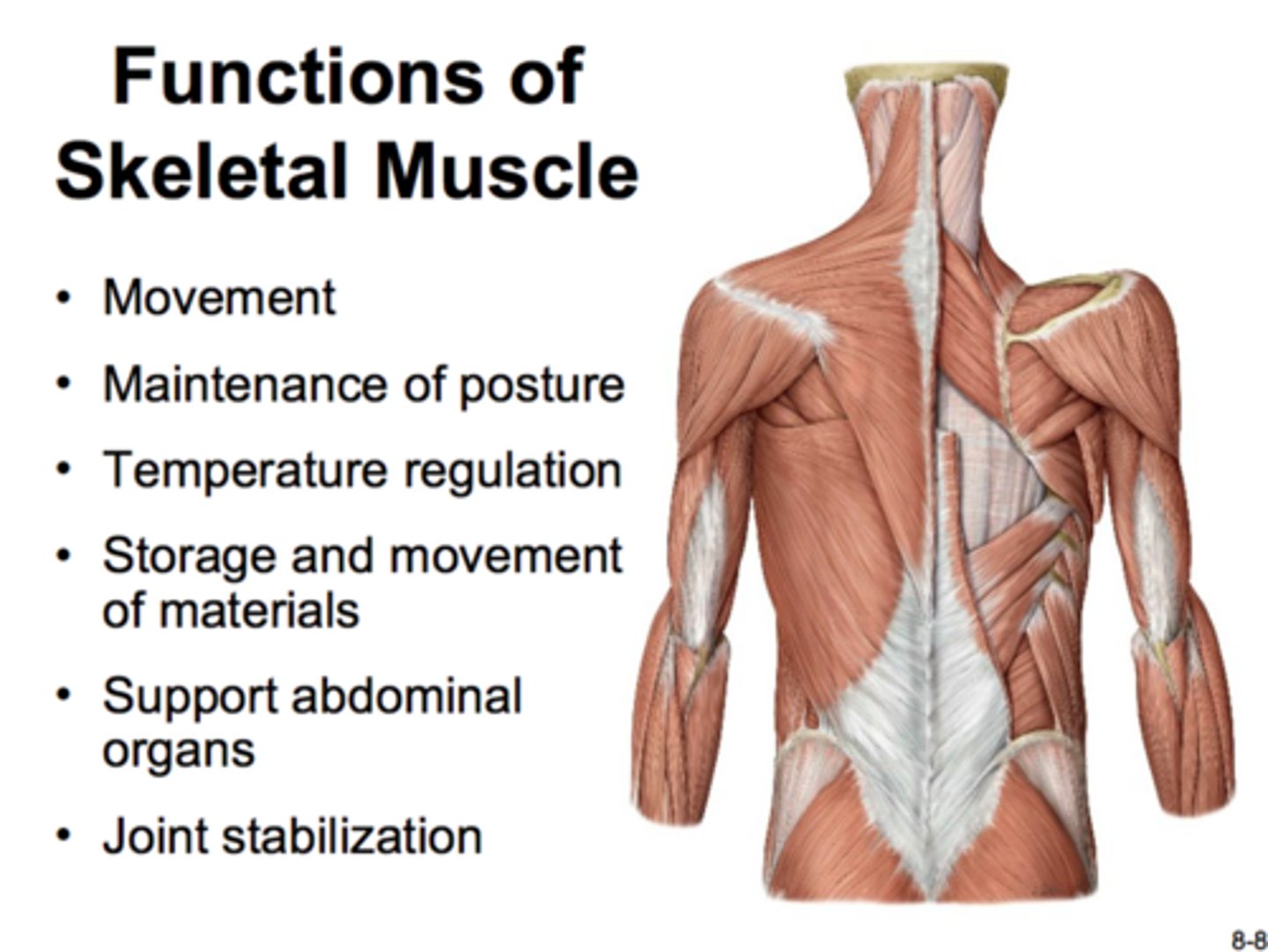 <p>Movement, posture, support, guards openings, heat production</p>