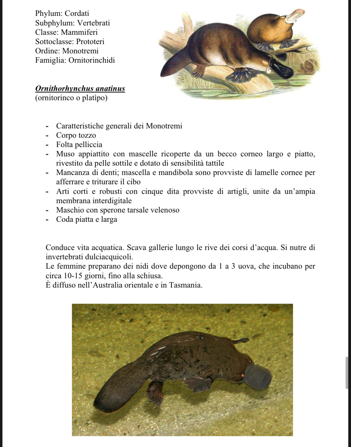 <p>Perry l’ornitorinco</p>