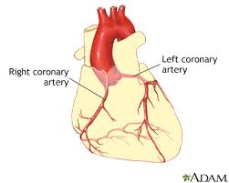 * The coronary arteries supply oxygenated blood to the heart, the aorta is its origin