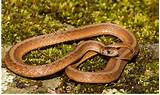 <p>DeKay’s brown snake</p>