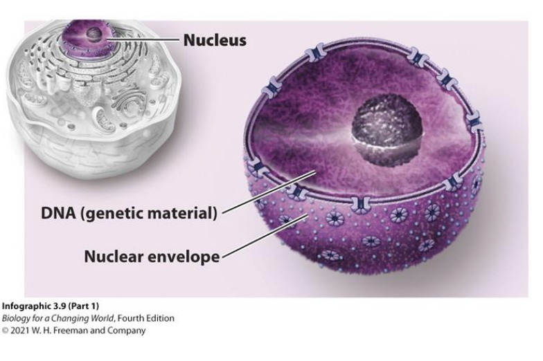 <p>Organelle containing DNA,</p><ul><li><p>transcription occurs here</p></li><li><p>surrounded by a double membrane</p></li><li><p>pores for transport</p></li></ul><p></p>