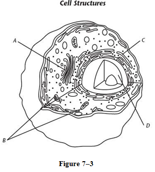 Which structure shown in figure 7-3 above modifies, sorts, and packages proteins and other materials for storage or release from the cell?