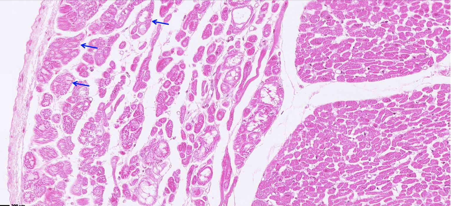 <p>Classify the predominant tissue. What cells are at the tip of the blue arrows &amp; what layer are they found in?</p>