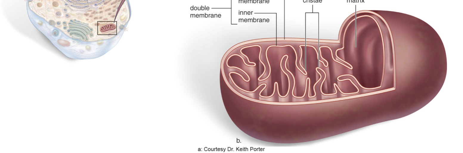 <p>What is the structure and function of the Mitochondria?</p>
