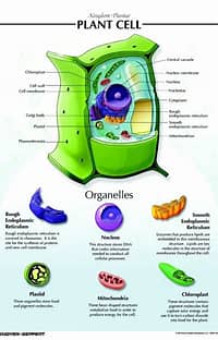 <p><span><strong>Cell Wall</strong>: A rigid layer made of cellulose that provides structural support and protection.</span></p><p><span><strong>Chloroplasts</strong>: Organelles responsible for photosynthesis, containing chlorophyll and playing a crucial role in converting sunlight into energy.</span></p><p><span><strong>Large Central Vacuole</strong>: Stores water, nutrients, and waste products, helping maintain turgor pressure and the plant's upright position.</span></p><p><span><strong>Plastids</strong>: Unique organelles that perform various functions, including storage and pigment production.</span></p><p><span><strong>Autotrophic</strong>: Unlike animal or fungal cells, plant cells produce their own food through photosynthesis.</span></p><p></p><p></p><p></p><p></p>