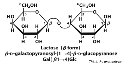 <p>Galactose and glucose B1-4</p>