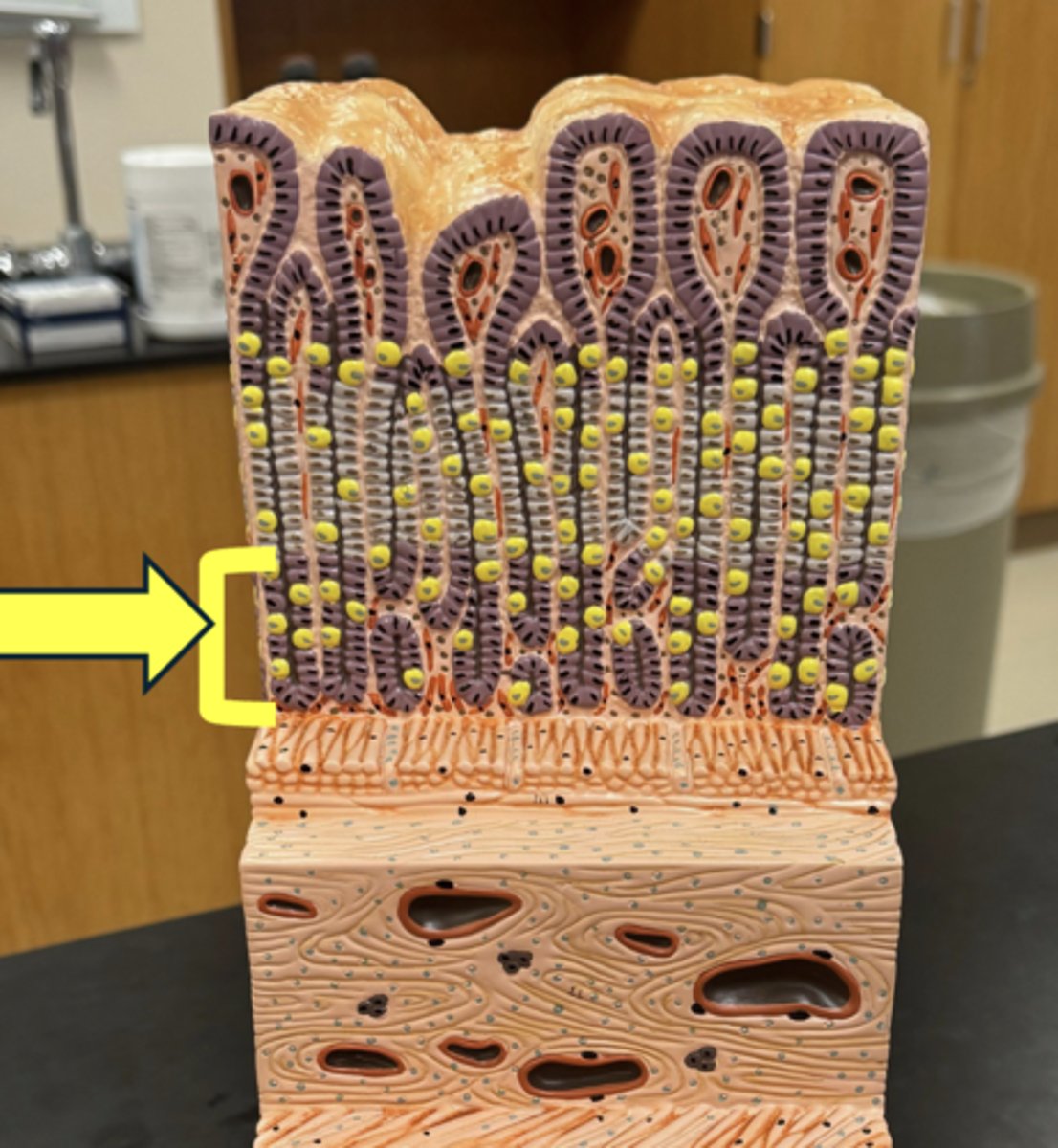 <p>cells found here &amp; what they secrete</p>